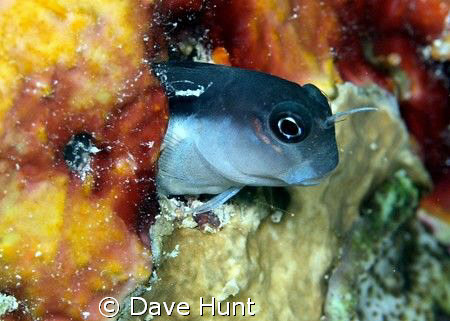 Bicolor blenny, Great Barrier Reef by Dave Hunt 