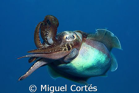 Hi there little buddy, give me five!!! by Miguel Cortés 