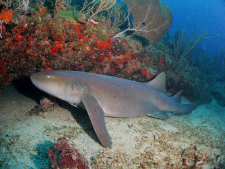 Nurse Shark at Patillas, Puerto Rico.  Canon G9 in Patima... by Juan Torres 