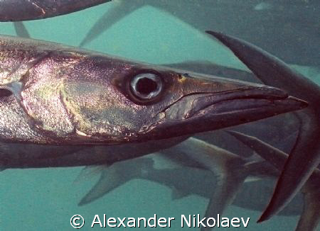 Barracuda. Dibba rock, Fugeira, UAE. by Alexander Nikolaev 