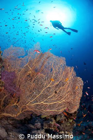 nikon d2x 10,5mm 2 srobes 120 sea&sea by Puddu Massimo 