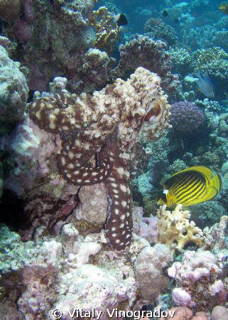 Diagonal butterfly fish looks closely at red sea octopus by Vitaly Vinogradov 
