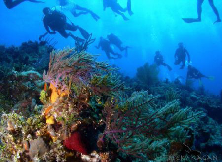 I was diving from another boat and taking my time shootin... by Becky Kagan 