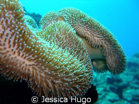 Soft Coral by Jessica Hugo 