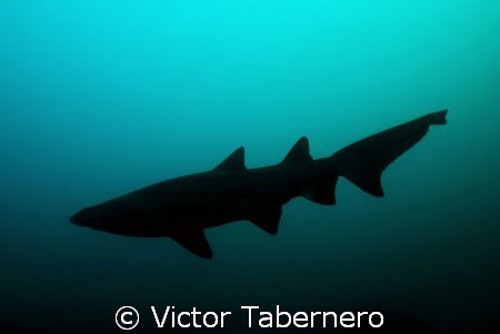 Sand Tiger Shark at dusk by Victor Tabernero 