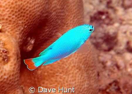 Blue devil damselfish.  I've never seen a more vibrant bl... by Dave Hunt 