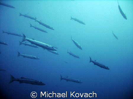 Baracuda around the Duane out of Key Largo by Michael Kovach 