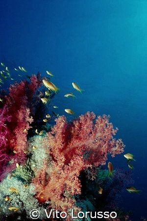 Corals - Dendronephthya sp. by Vito Lorusso 