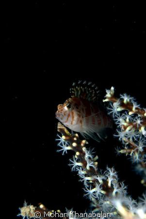 This Hawk fish just sat there so still....i'm just so gla... by Mohan Thanabalan 