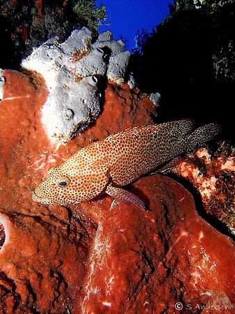 This photo of a Red Hind was taken in Cozumel during a we... by Steven Anderson 