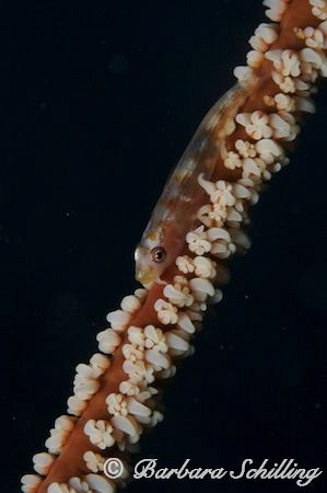 This blennie was "running" up and down this whip coral un... by Barbara Schilling 