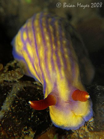 Nudibranch (Hypselodoris whitei) crawling over a ridge...... by Brian Mayes 