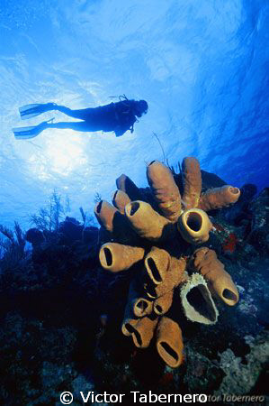 Garden Reef At Belize by Victor Tabernero 