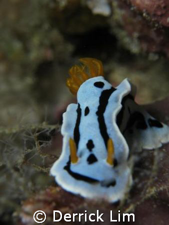 Moving forward.....

Canon G9, Inon D2000 with macro len by Derrick Lim 