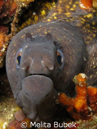 Moray posing to my new camera Canon G9/ Korcula, July08   by Melita Bubek 