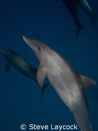 a pod of wild dolphins come to join the dive by Steve Laycock 