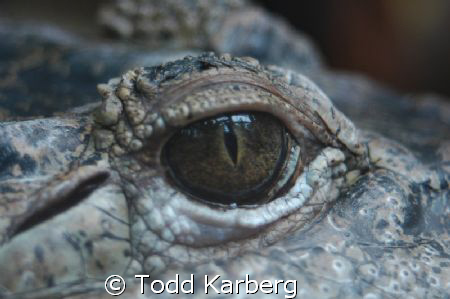Salt water croc by Todd Karberg 