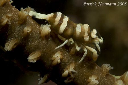 Whip Coral Shrimp taken in Anilao with Canon 400D + 100mm... by Patrick Neumann 