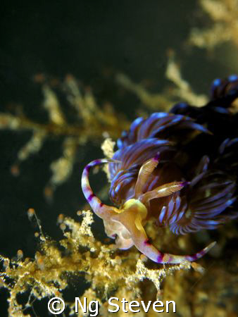 Flebelina by Ng Steven 
