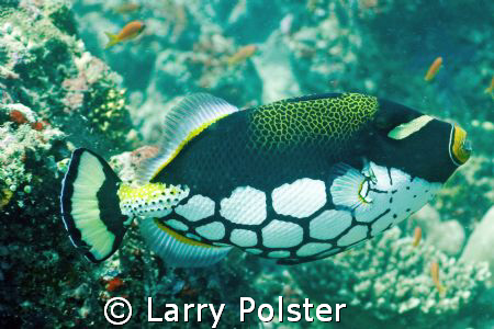 Clown Trigger, Angaga, Maldives by Larry Polster 
