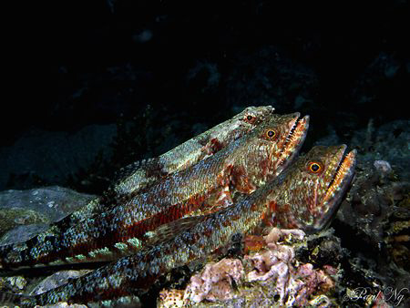 DO RE MI!!!!! Lizard Fish Taken with G9 and Inon Strobe by Paul Ng 