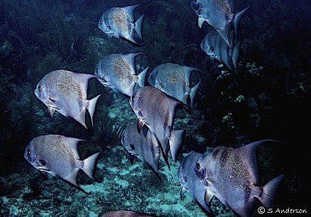 This photo was taken in Roatan. I happened to swim into t... by Steven Anderson 
