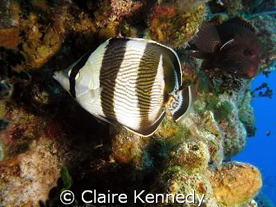 Sargent Major Reef by Claire Kennedy 