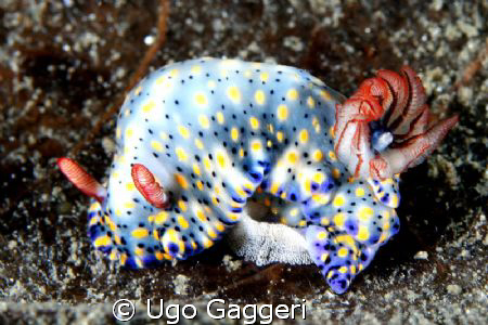 Nudi and its eggs. Lembeh Streit. by Ugo Gaggeri 
