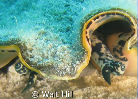 walleyed conch by Walt Hill 