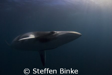 Minke whale flying in at the end of a dive. Photo made in... by Steffen Binke 