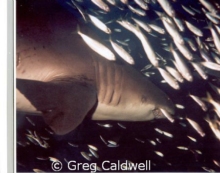 Shark on the prowl
Shot taken near Hatteras, N.C. on a w... by Greg Caldwell 