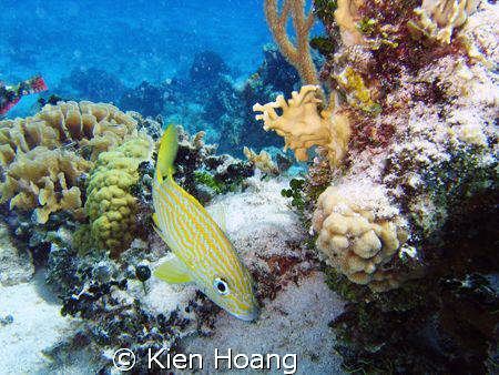 Bluestriped grunt in Cozumel by Kien Hoang 