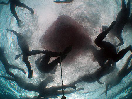 Viewing a swimming race in the ocean from below. Portsea ... by Cal Mero 