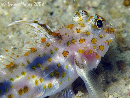 A colourful but timid Blotched Goby (Coryphopterus infram... by Brian Mayes 