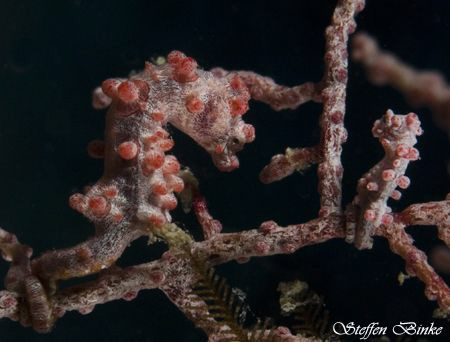 Father (or mother) Pygme and son (or daughter), Shot in t... by Steffen Binke 