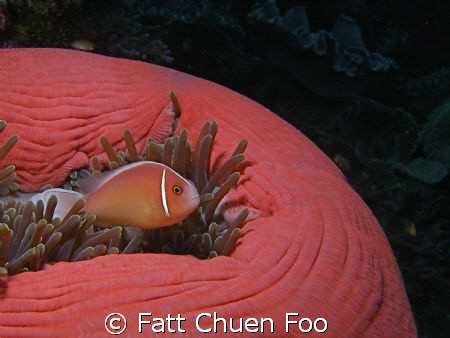 Pink Anemonefish on Pink Anemone taken at Raja Ampat, N S... by Fatt Chuen Foo 