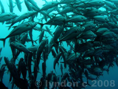 School of jacks in Balicasag, Bohol, Philippines by Lyndon Cubillan 