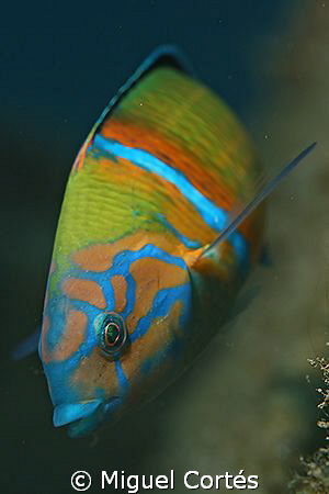Wrasse. by Miguel Cortés 