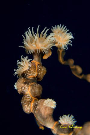 Coral at Moalboal by Taco Cheung 
