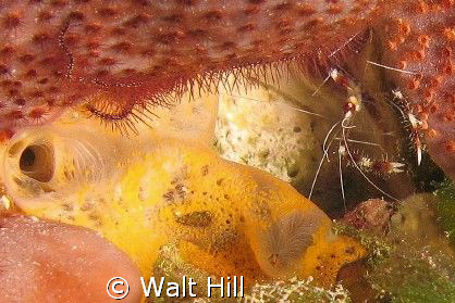 Banded Coral Shrimp with his buddy Brittlestar by Walt Hill 