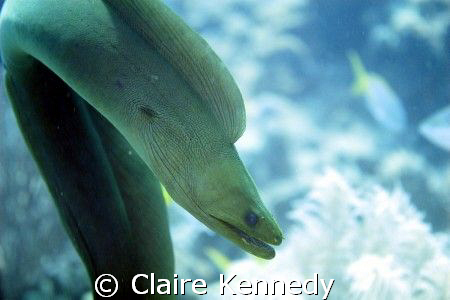 Moray swimming around looking for munchies by Claire Kennedy 