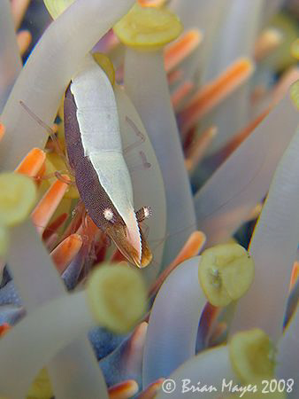 This Sibling Sea Star Shrimp (Periclimenes soror) was a p... by Brian Mayes 
