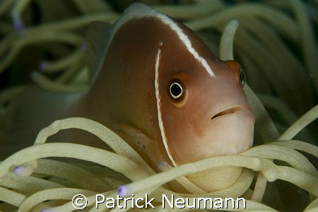 Never get tired to shoot them :) Taken in Anilao with Can... by Patrick Neumann 