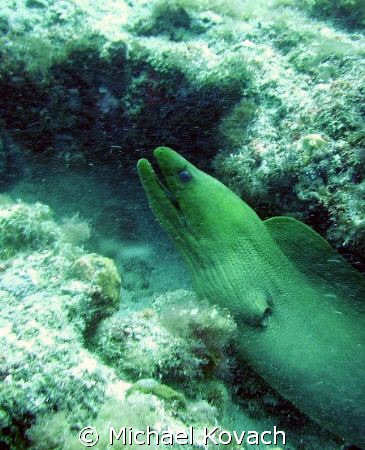 Green Moray eel on the first reef line off of the beach a... by Michael Kovach 