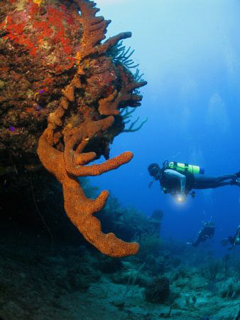 Brown tube sponge. by Juan Torres 