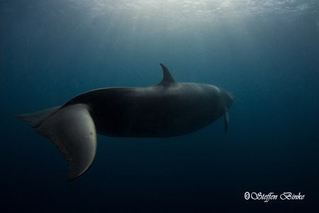another minke passed the Binke by Steffen Binke 