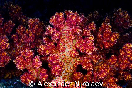 Soft coral, Musandam, Oman. Canon 40D, SIGMA 50 mm macro. by Alexander Nikolaev 