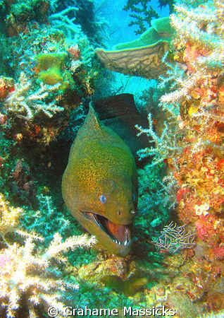Found off Tioman Island, shot with my Olympus 5060. by Grahame Massicks 