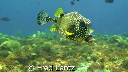 Spotted Trunk fish mid-water by Fred Lentz 