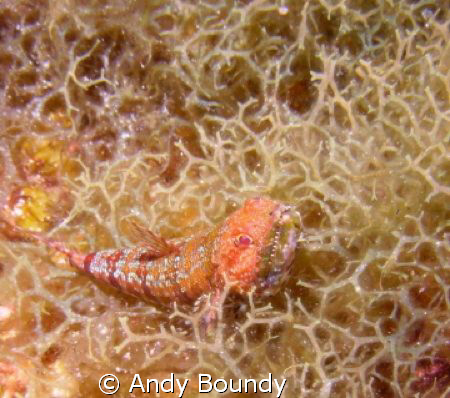 Sand Diver Lizard fish - you can see the teeth on this li... by Andy Boundy 